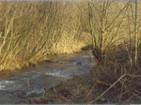 200711 bypass baumschnitt